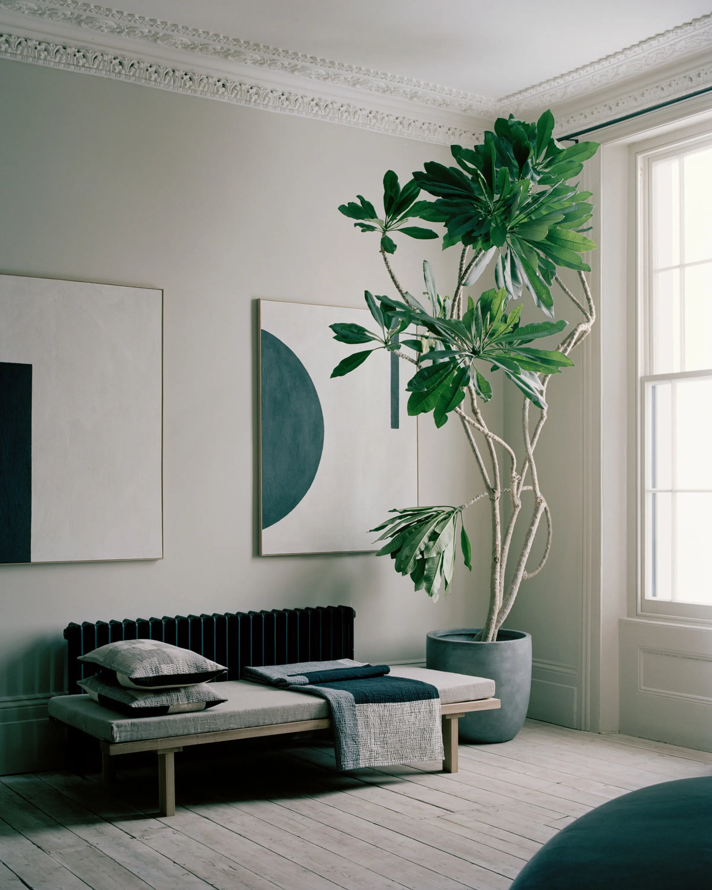 Living room with low furniture and an oversized plant.