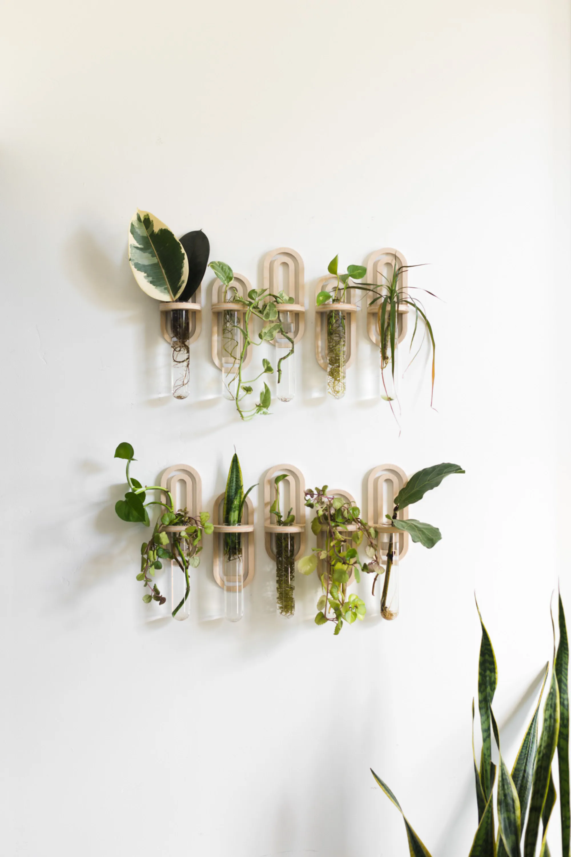Propagation wall: leaves in small tube vessels hanging on the wall.