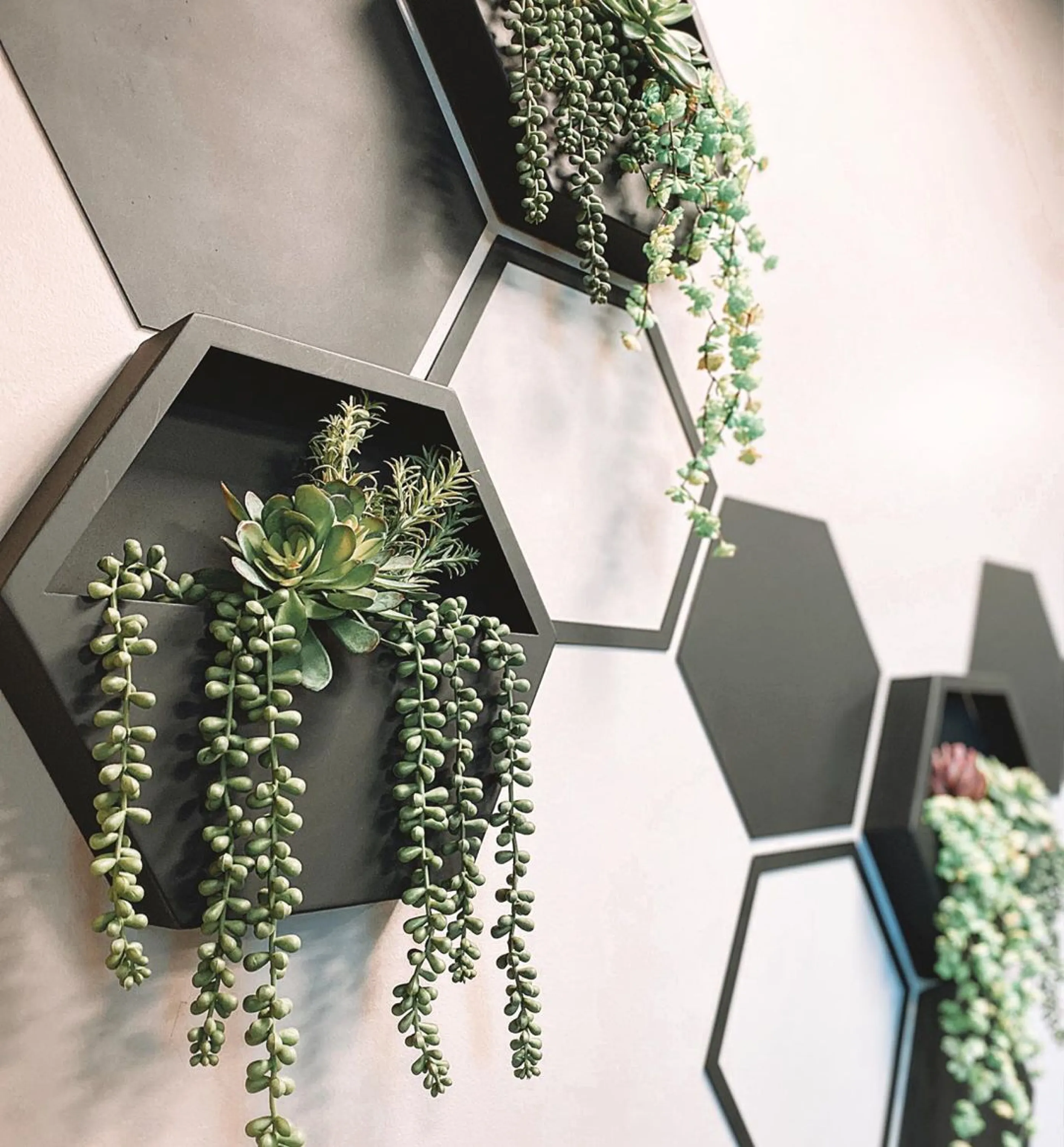 Wall frame filled with living plants.