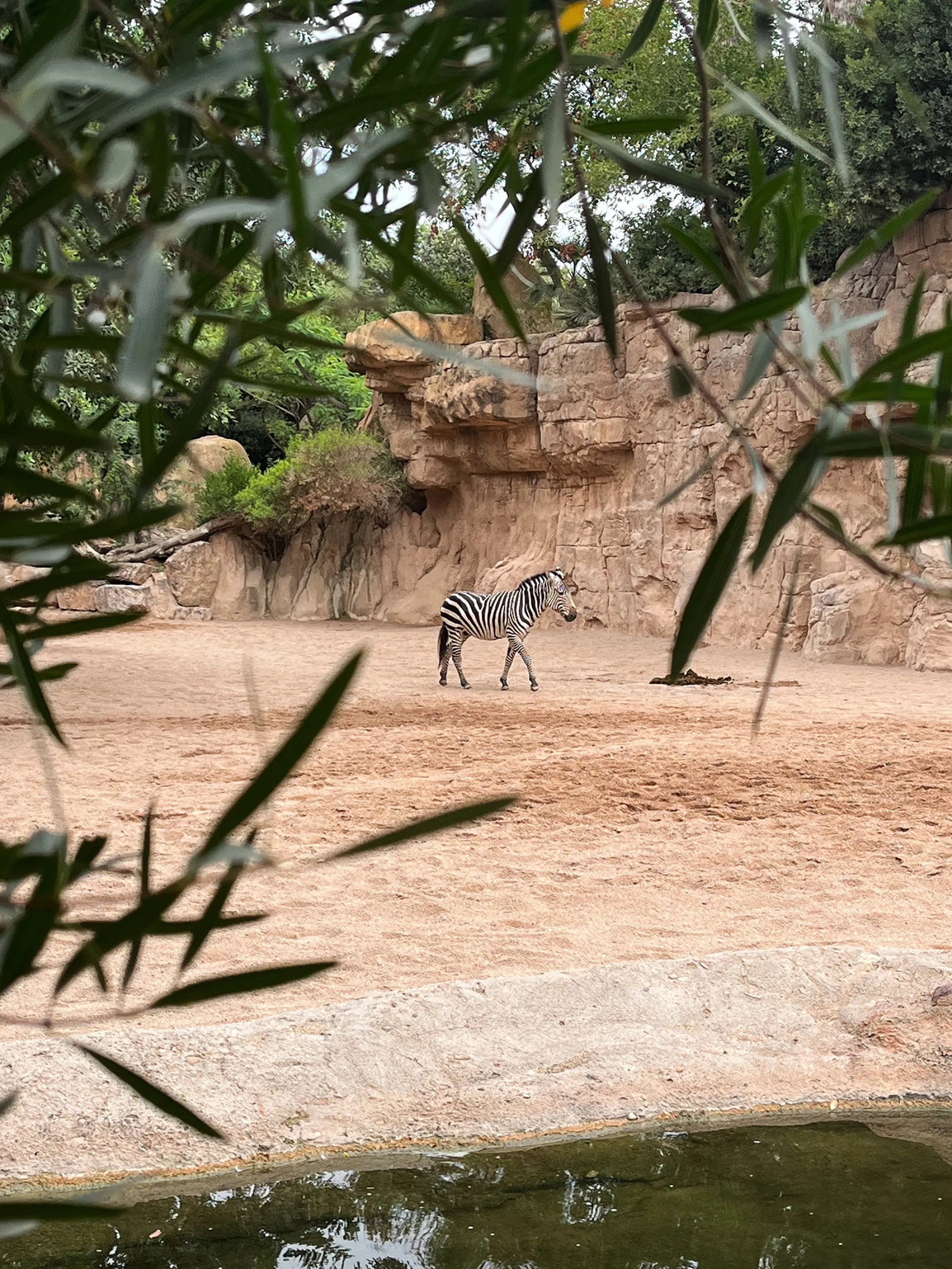 A zebra walking.