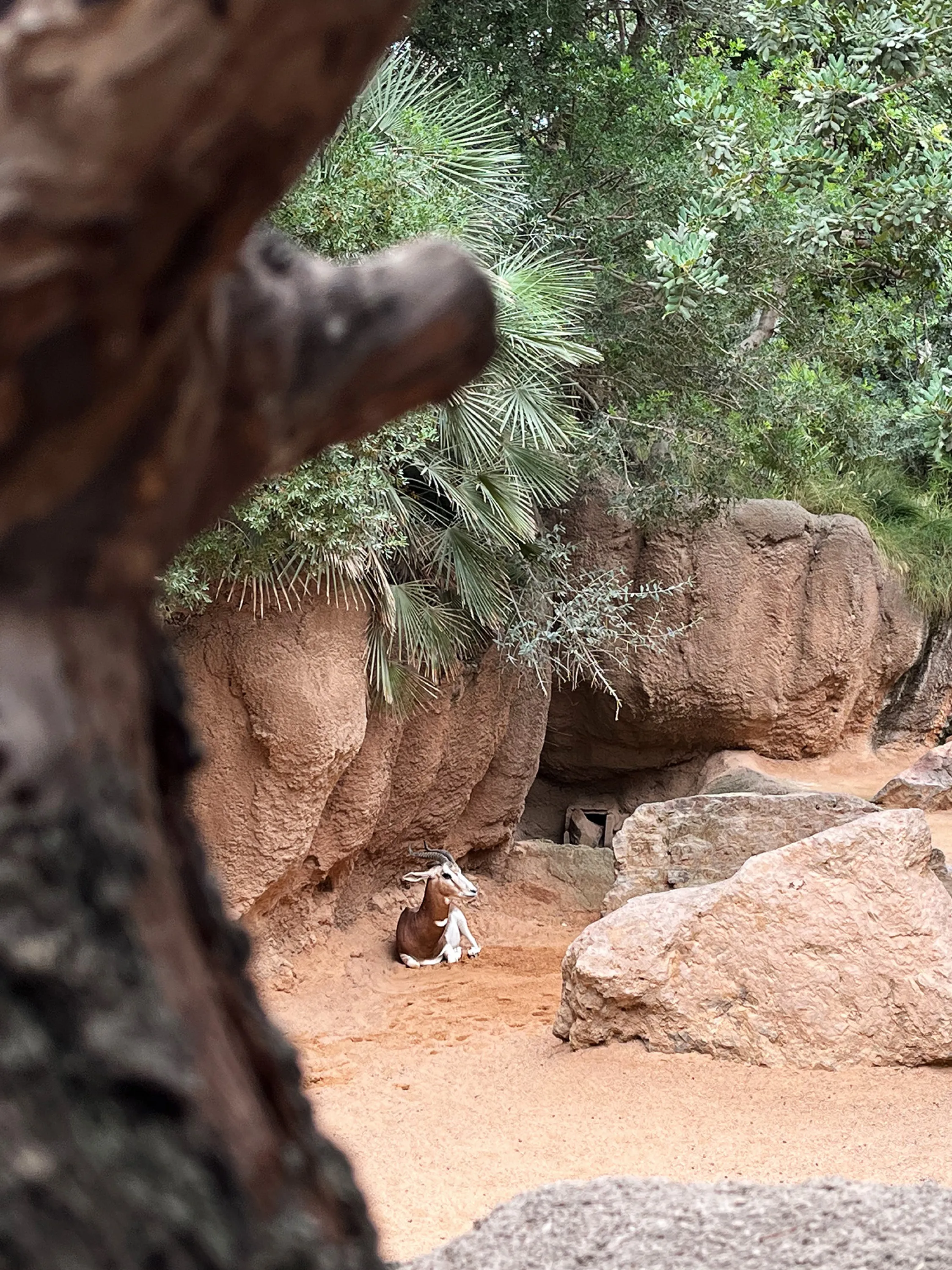 A savannah-like area with animals.