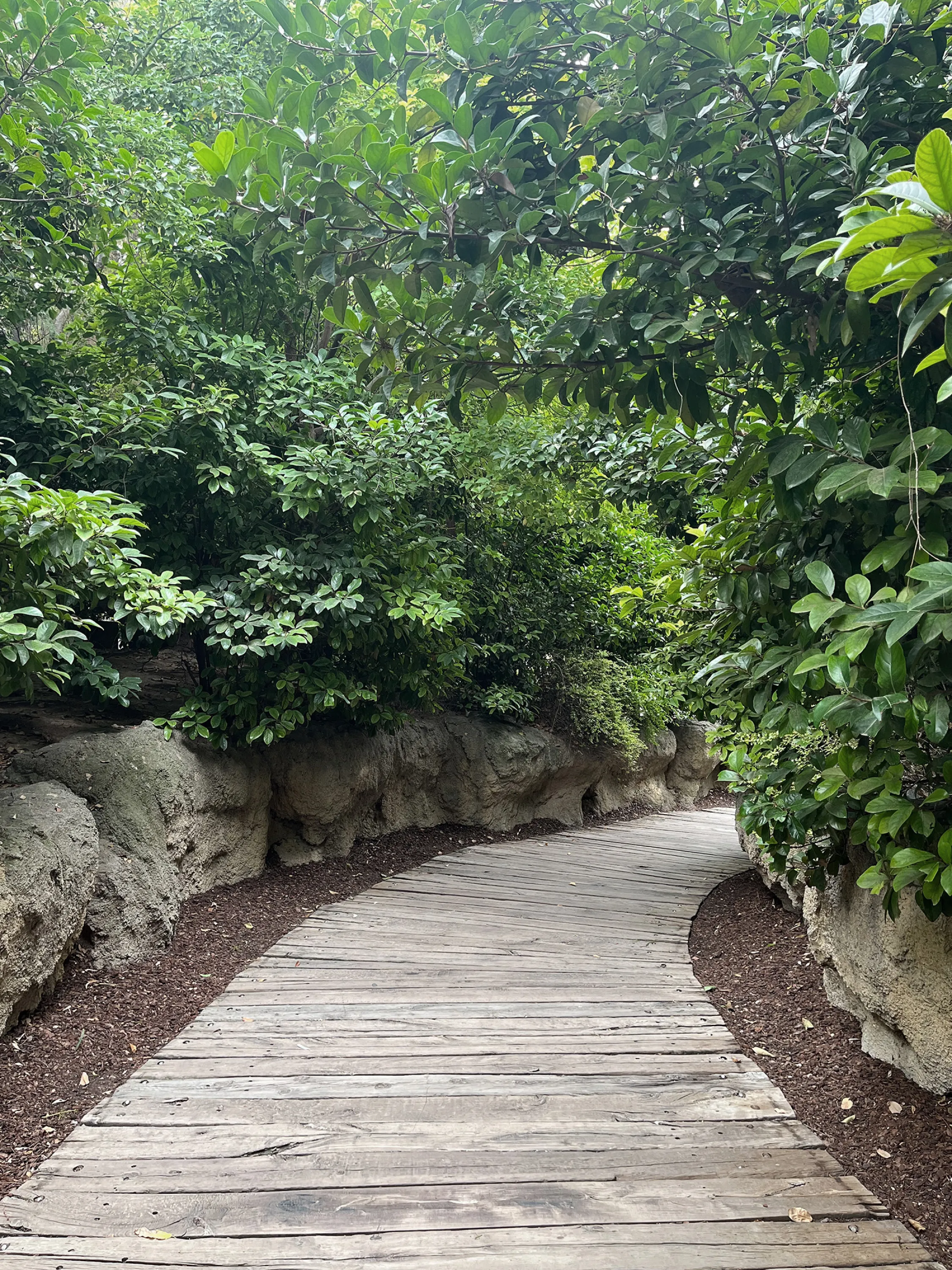 Pathway immersed in greenery.