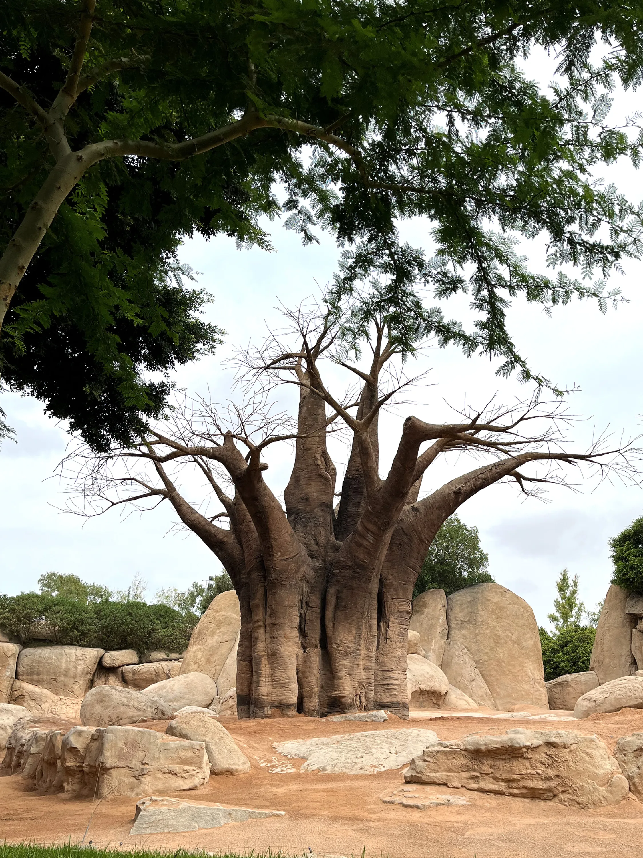 Faux tree in between real natural features