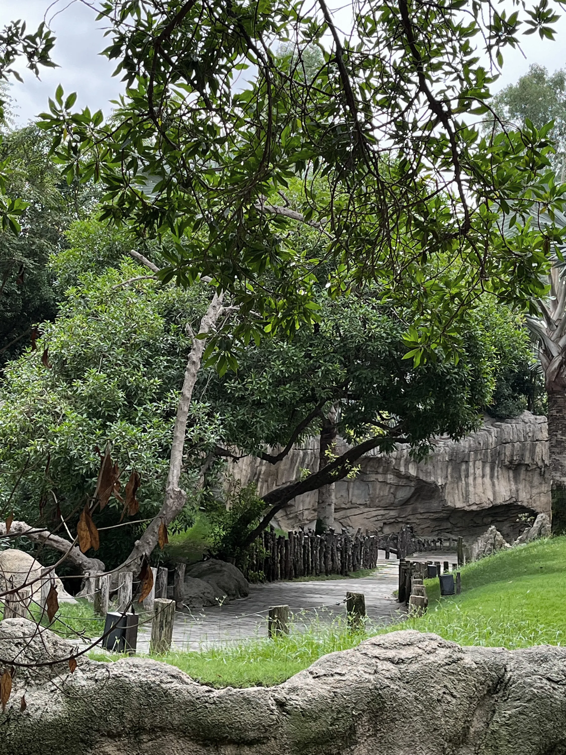 Pathway immersed in greenery.