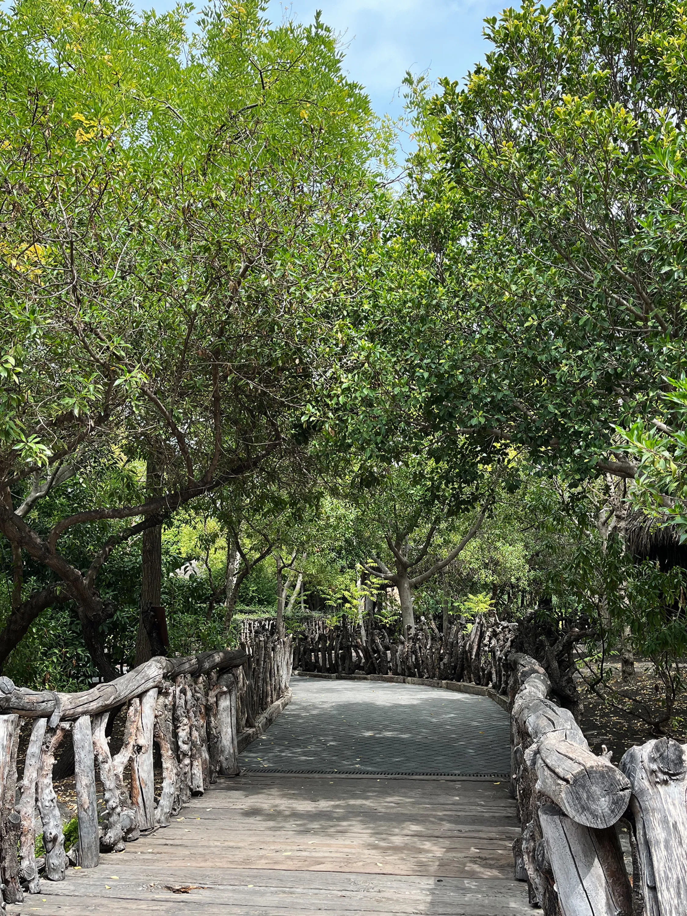 Pathway immersed in greenery.