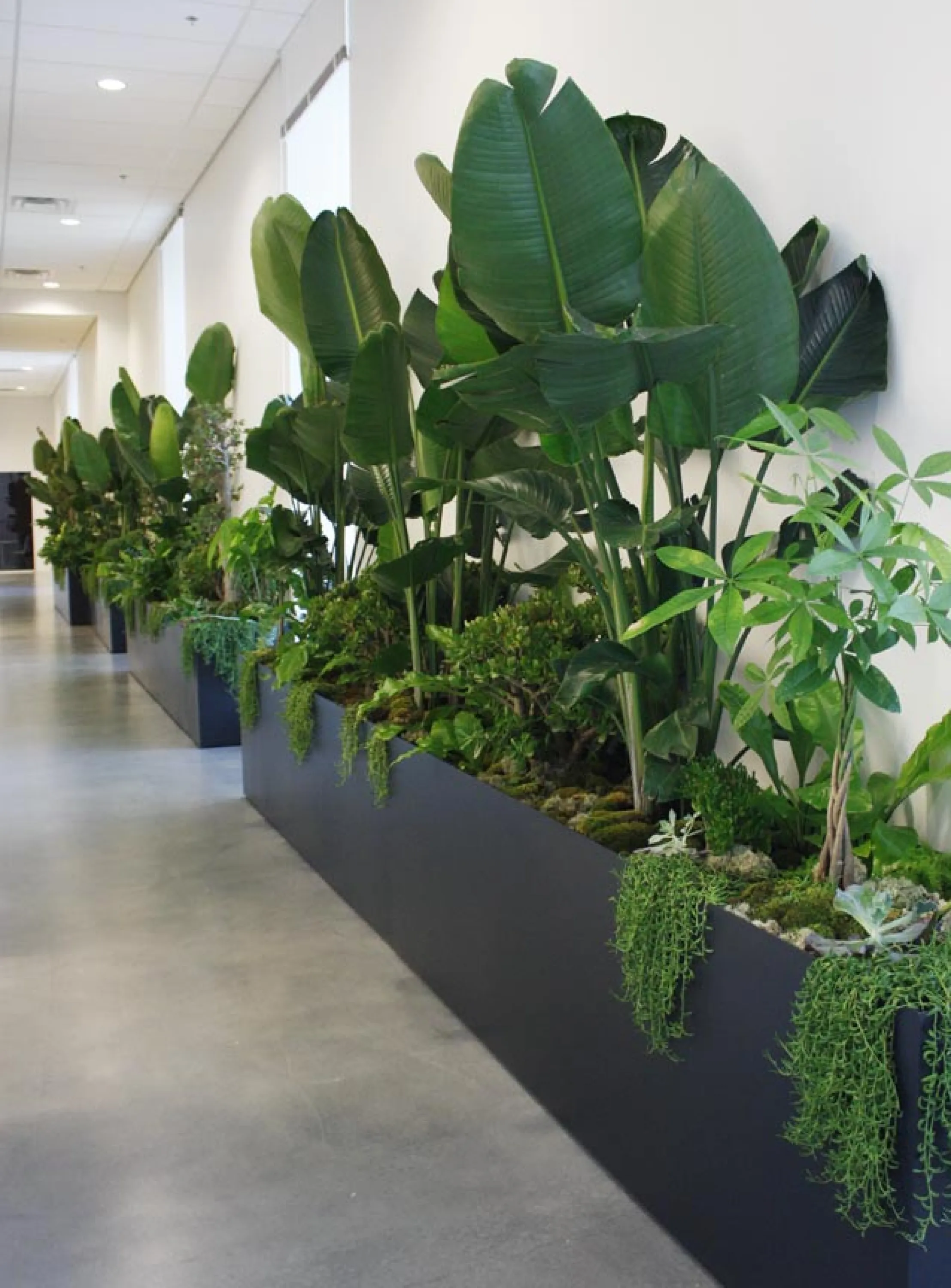 Planter in a corridor with several different plants, great example of biophilic design.