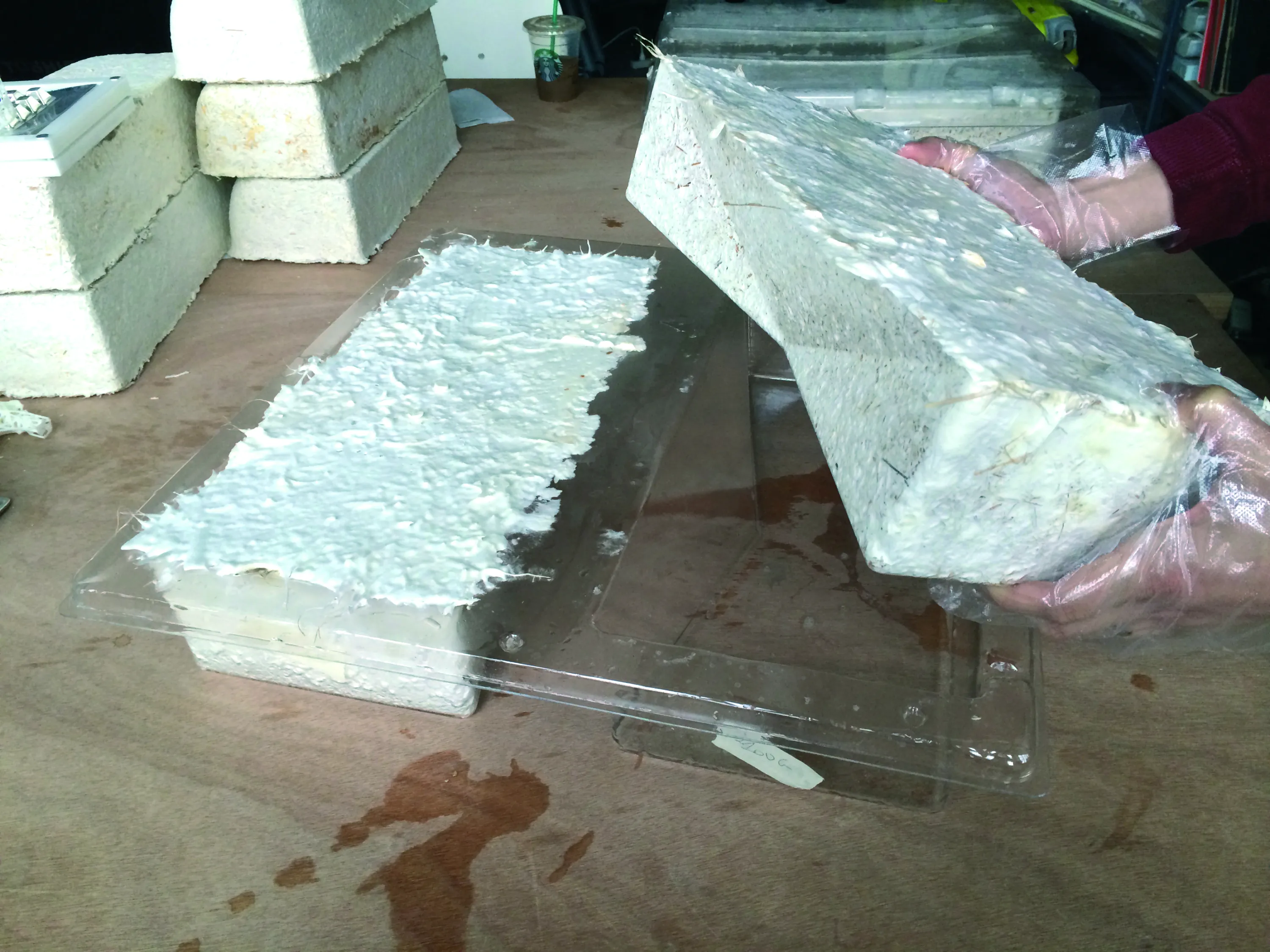 Making of the mycelium bricks.