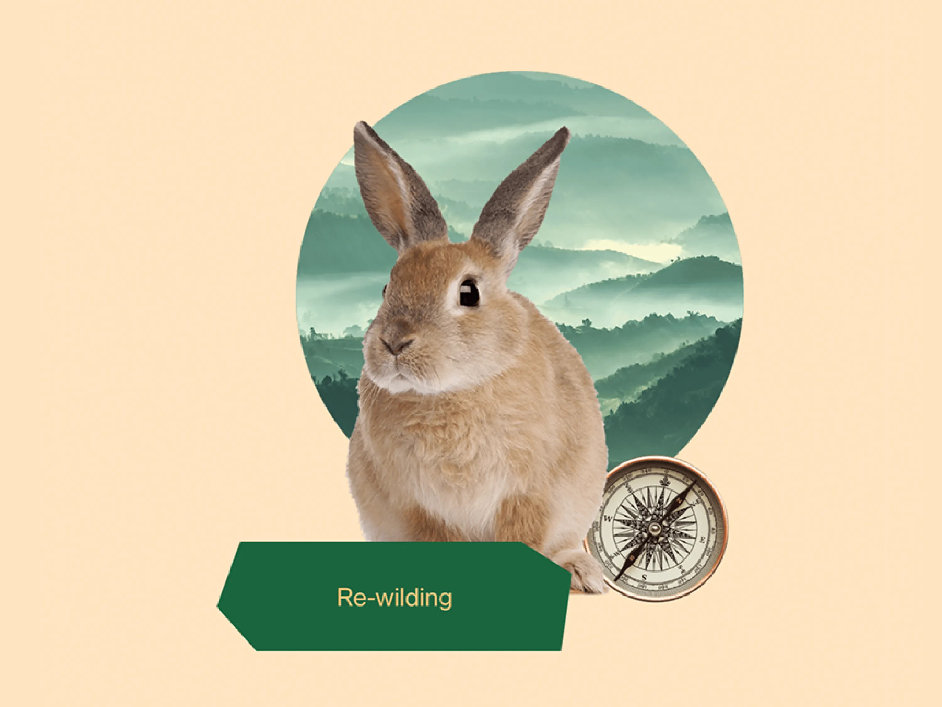 "Re-wilding" graphic representing a rabbit, a compass and a natural landscape.