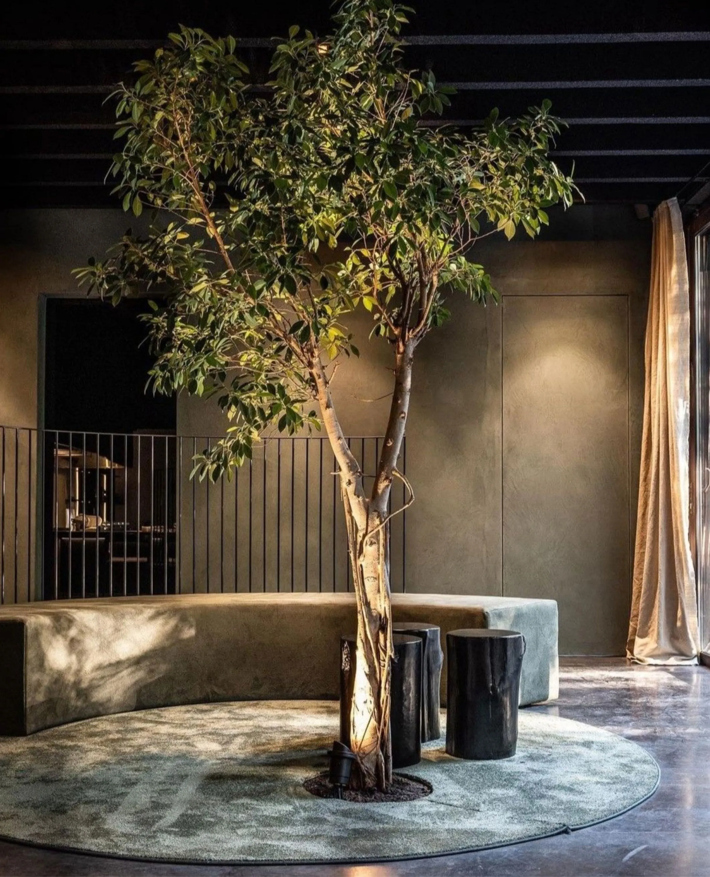 Common seating area designed around a huge indoor tree.